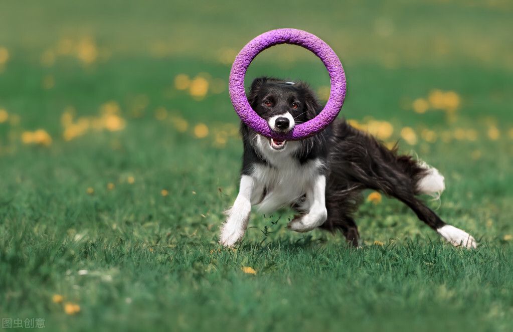 边境牧羊犬训练（边境牧羊犬应该怎么训练？）-第1张图片