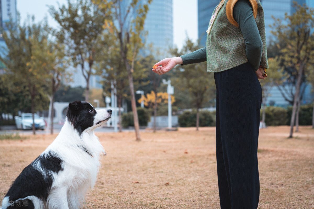 边境牧羊犬训练（边境牧羊犬应该怎么训练？）-第6张图片