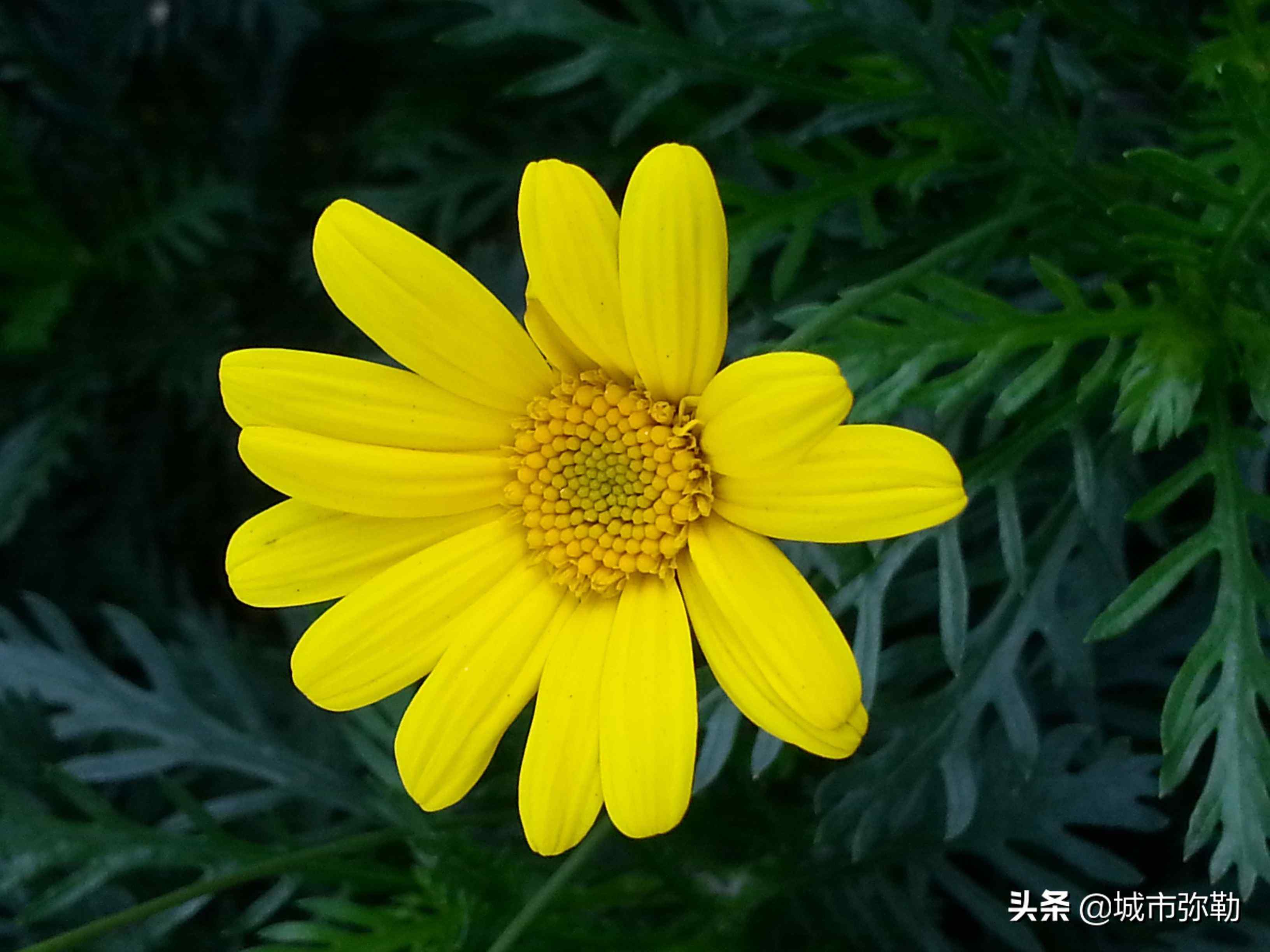 我心目中的英雄作文(我心目中的大英雄)-第1张图片 我心目中的英雄作文(我心目中的大英雄)-第1张图片