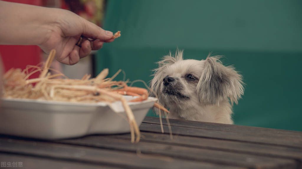 博美犬性格？（博美犬的优缺点）-第4张图片