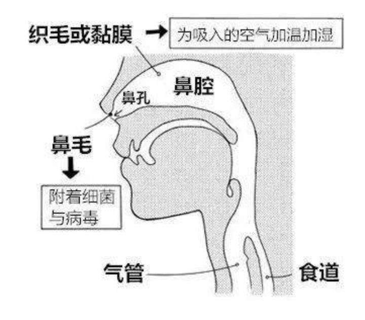 长跑呼吸（跑步时如何控制呼吸节奏？）-第5张图片