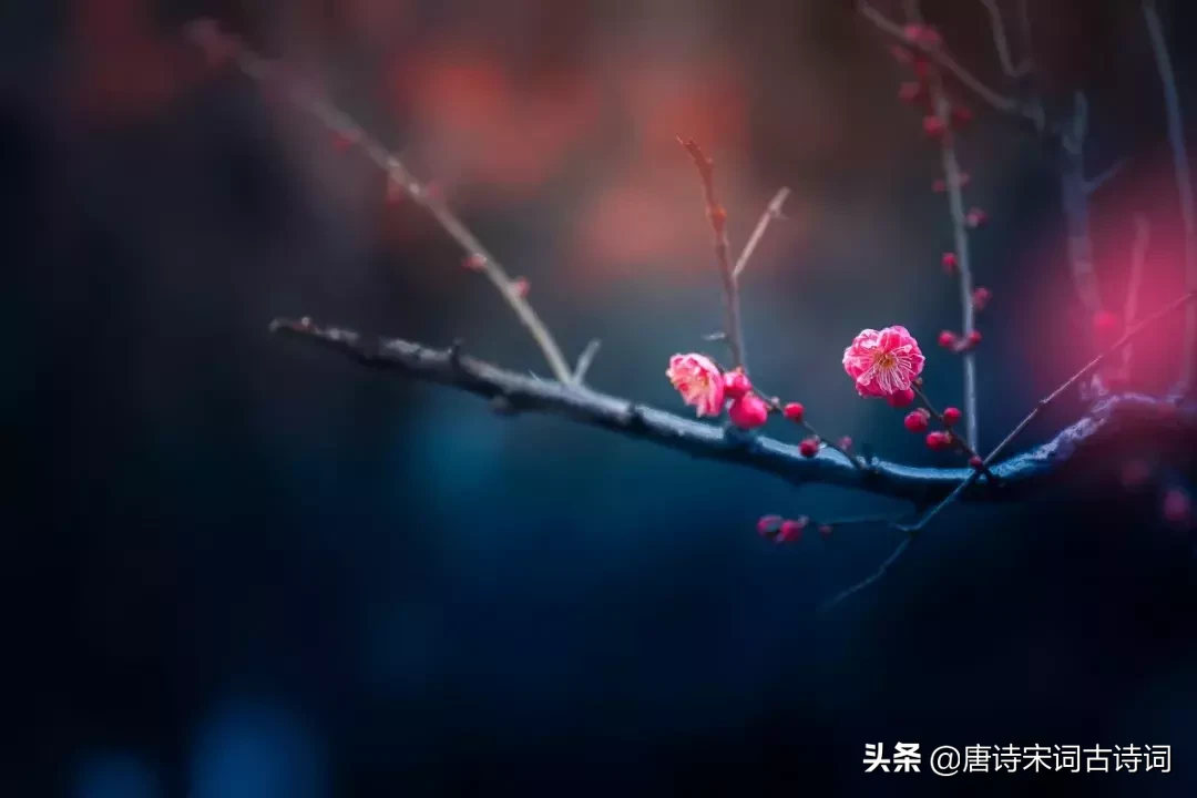 与梅花有关的诗句（美的令人心醉的梅花诗词）-第4张图片