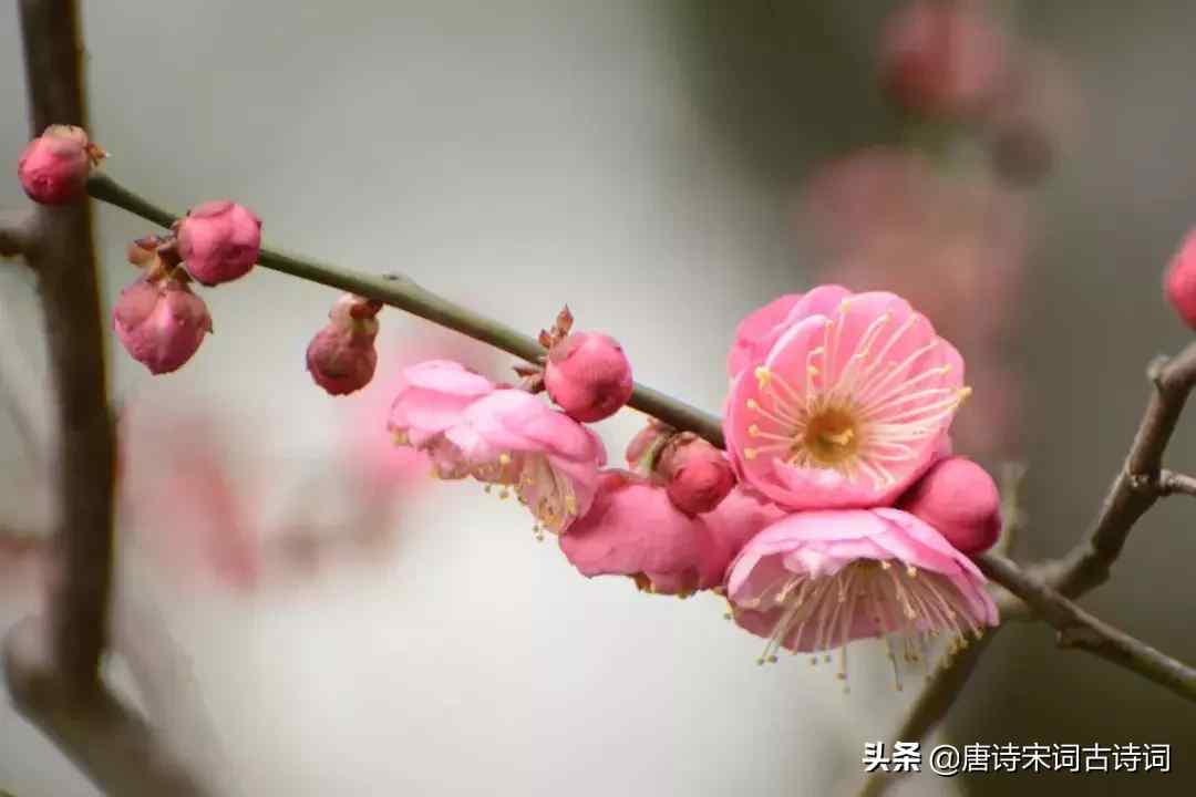 与梅花有关的诗句（美的令人心醉的梅花诗词）-第6张图片