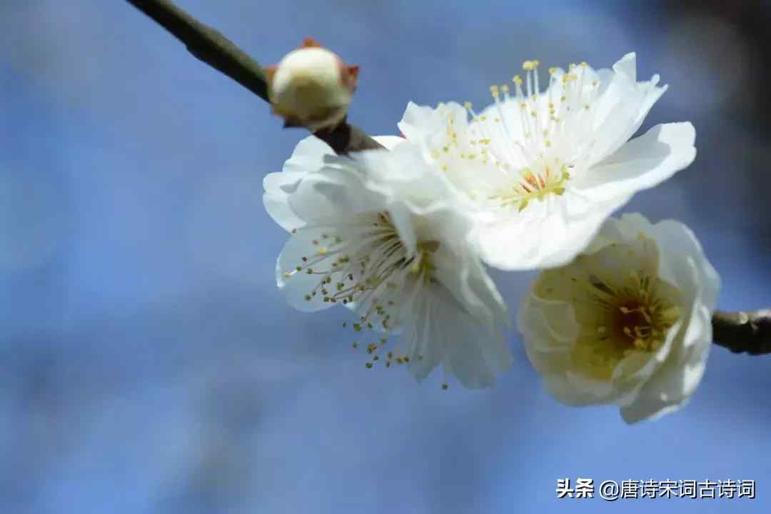 与梅花有关的诗句（美的令人心醉的梅花诗词）-第8张图片