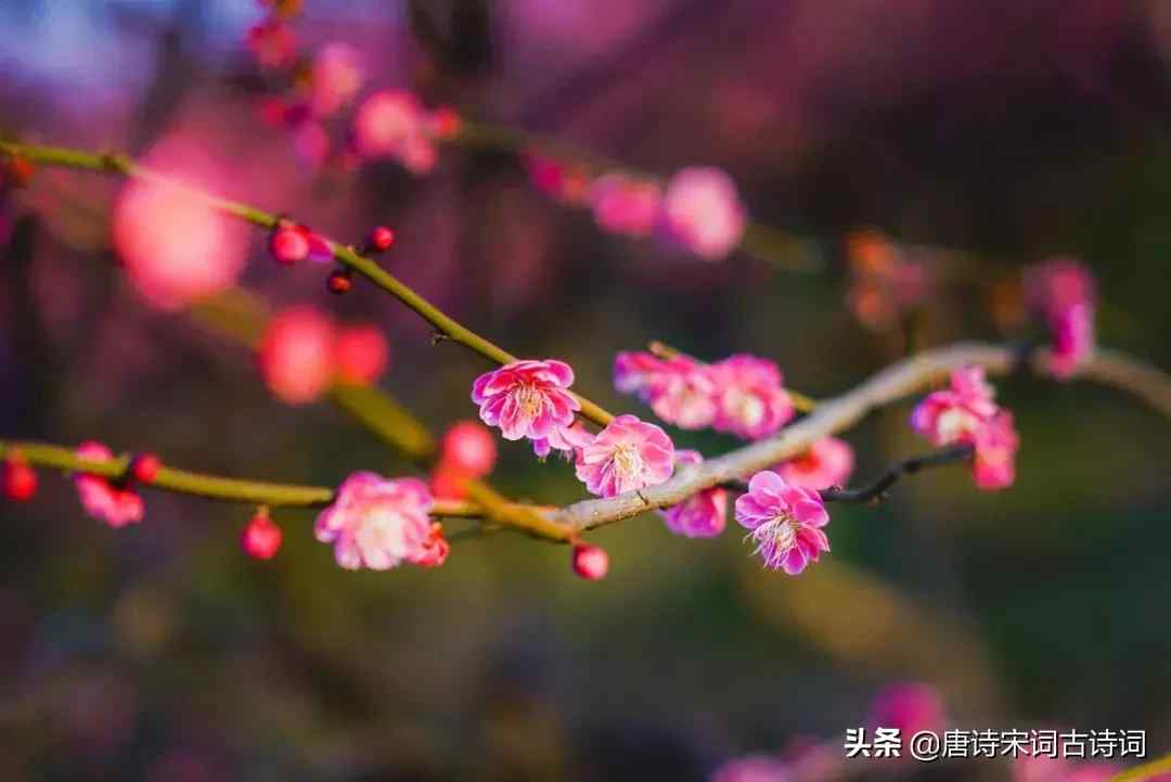 与梅花有关的诗句（美的令人心醉的梅花诗词）-第10张图片