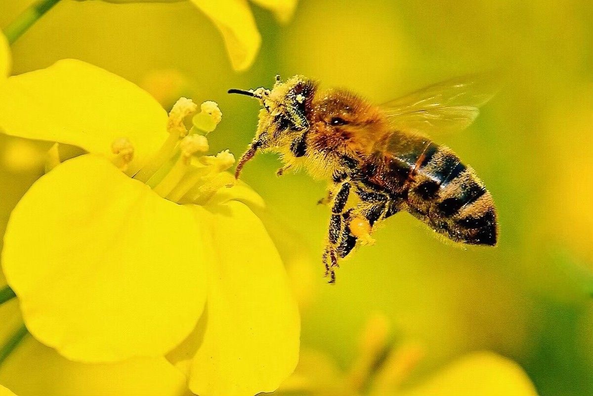 蜜蜂的习性（蜜蜂的习性是什么 ？）-第3张图片