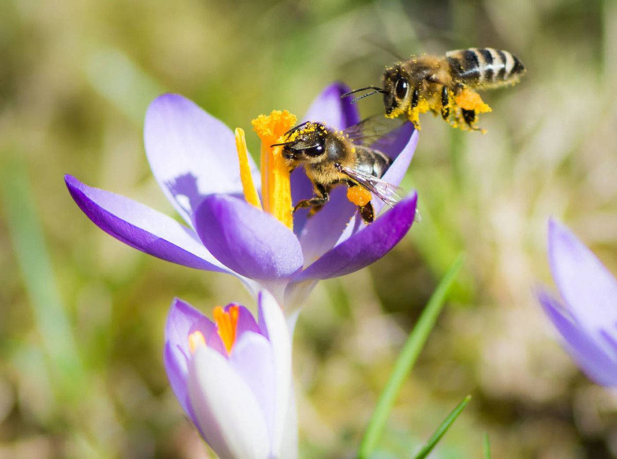 蜜蜂的习性（蜜蜂的习性是什么 ？）-第2张图片
