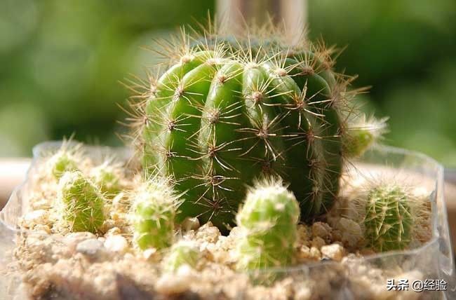 仙人球花的花语是什么?(仙人球花)-第2张图片 仙人球花的花语是什么?(仙人球花)-第2张图片