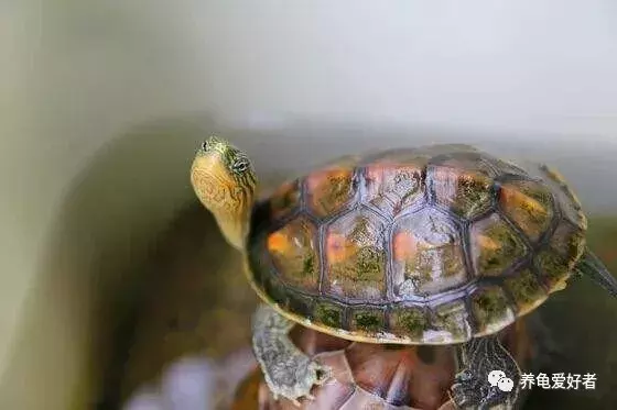 小乌龟怎么养（新手如何养活你的龟？）-第5张图片