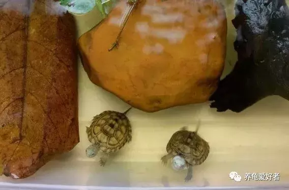 小乌龟怎么养（新手如何养活你的龟？）-第6张图片