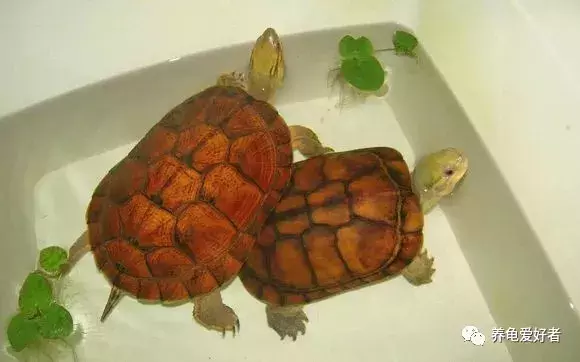 小乌龟怎么养（新手如何养活你的龟？）-第7张图片