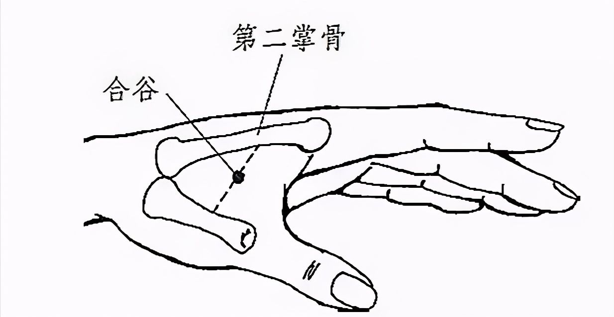 合谷的准确位置图和作用（六脉道中医经穴系列——合谷穴）-第2张图片