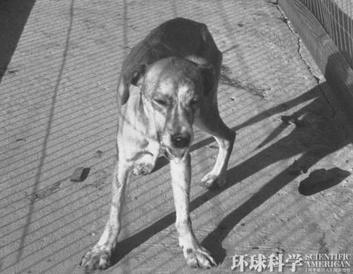 狂犬病能治吗？（狂犬病可以治愈吗？）-第1张图片