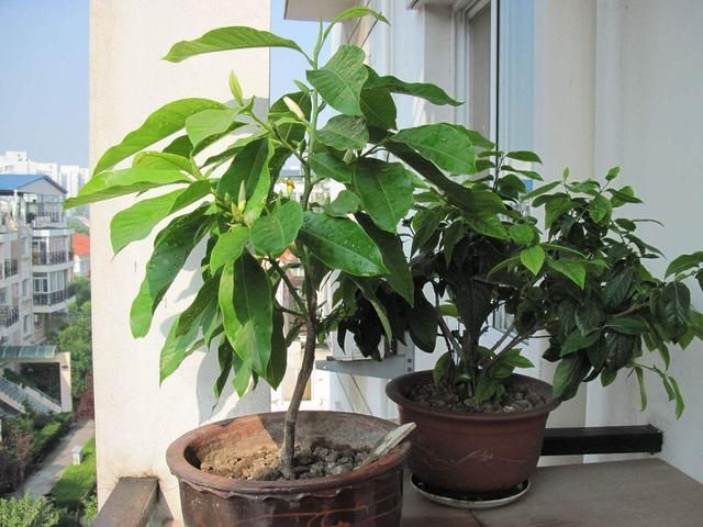 白兰花树（白兰花树的养殖方法和注意事项）-第3张图片