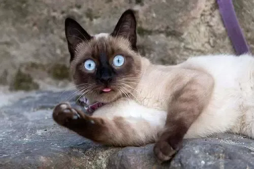 宠物猫的品种（九大常见猫咪品种）-第6张图片