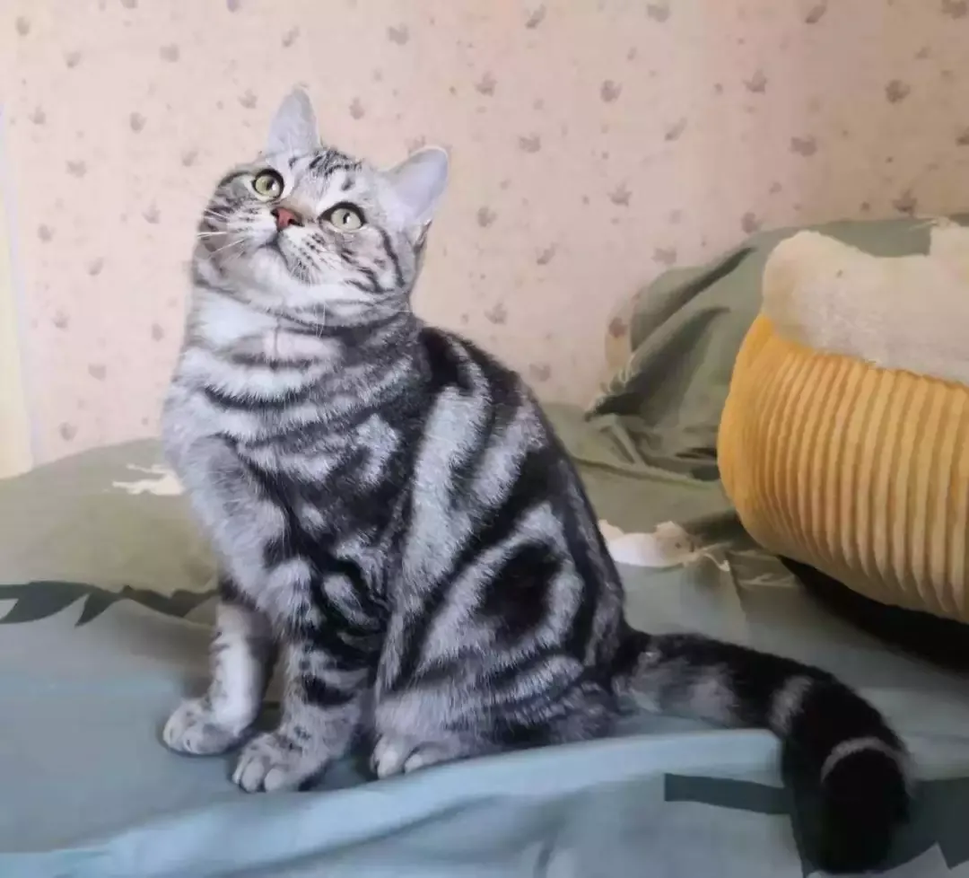 宠物猫的品种（九大常见猫咪品种）-第4张图片