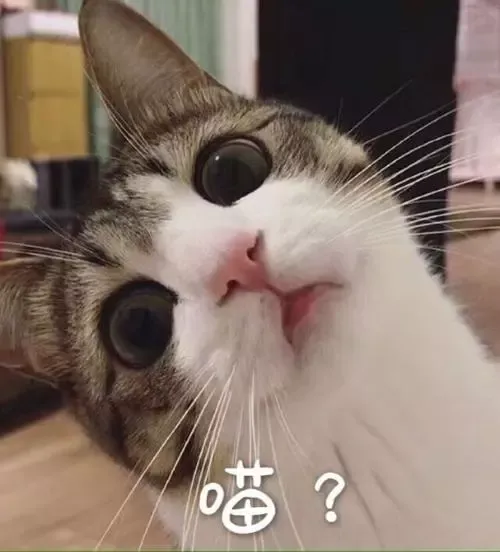 宠物猫的品种（九大常见猫咪品种）-第1张图片