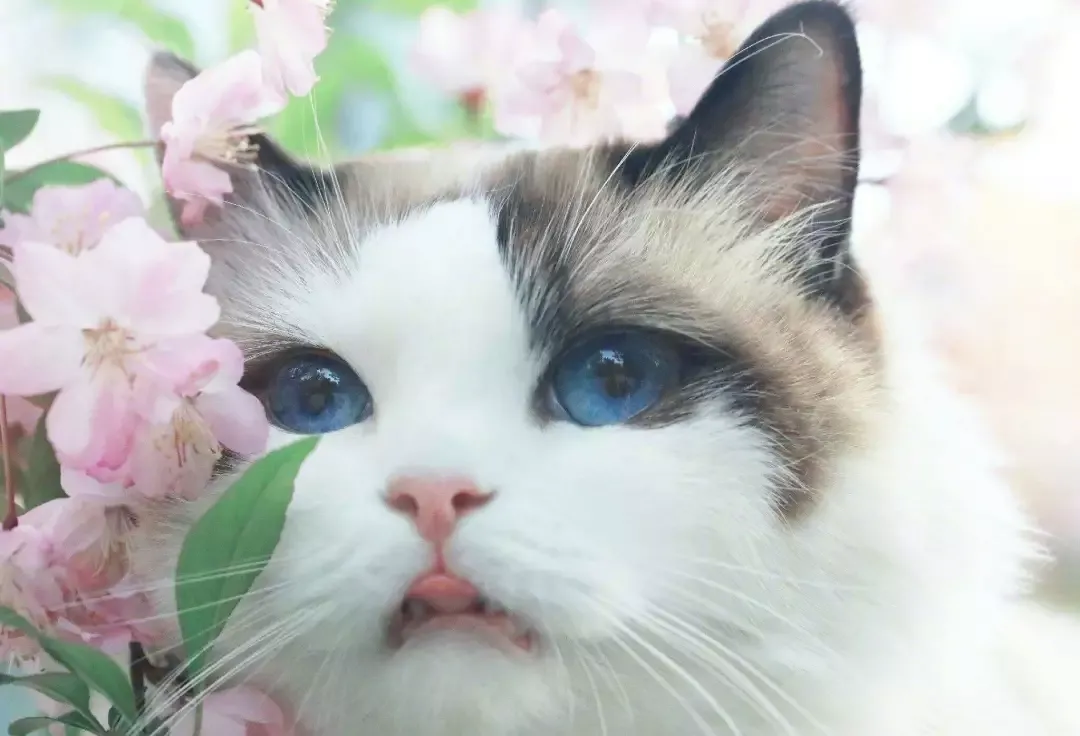 宠物猫的品种（九大常见猫咪品种）-第5张图片