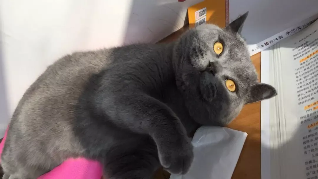 宠物猫的品种（九大常见猫咪品种）-第3张图片