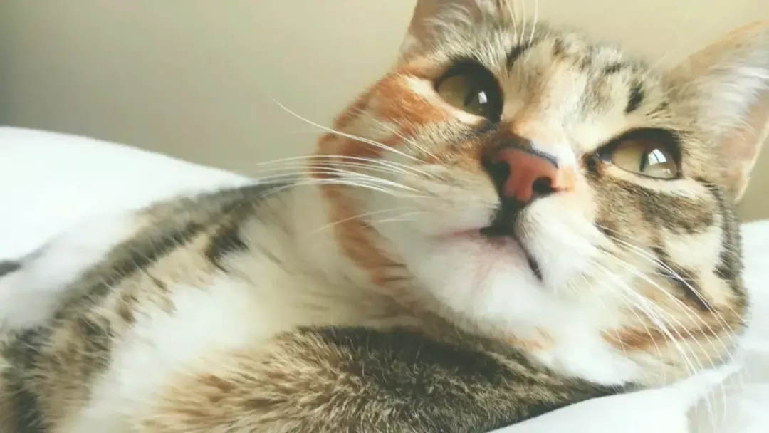 宠物猫的品种（九大常见猫咪品种）-第2张图片