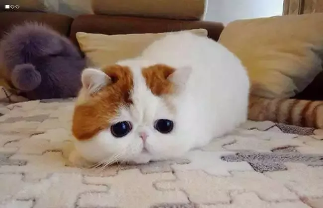 宠物猫的品种（九大常见猫咪品种）-第8张图片