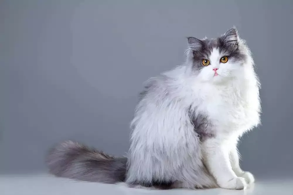 宠物猫的品种（九大常见猫咪品种）-第7张图片