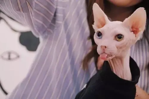 宠物猫的品种（九大常见猫咪品种）-第9张图片