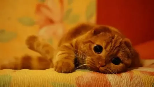 宠物猫的品种（九大常见猫咪品种）-第10张图片