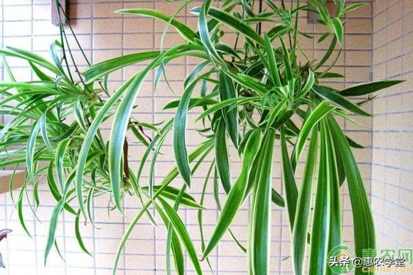 吸甲醛的植物（收甲醛的植物有哪些？）-第1张图片