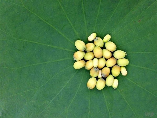 莲心的功效与作用(莲心食用方法)-第1张图片 莲心的功效与作用(莲心食用方法)-第1张图片