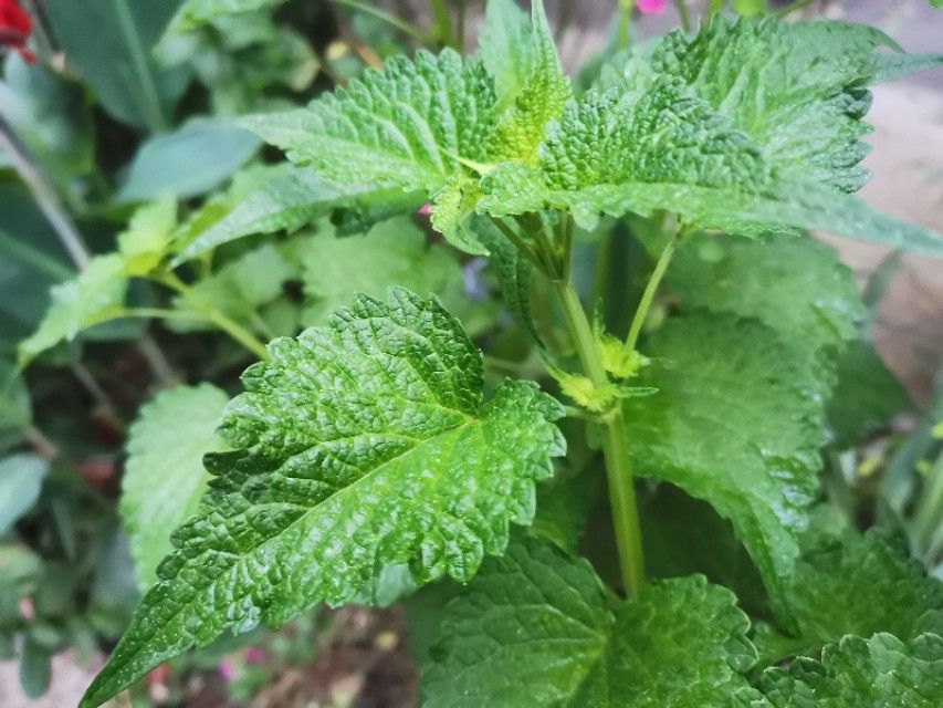 土豆面条（土豆面条的做法）-第1张图片