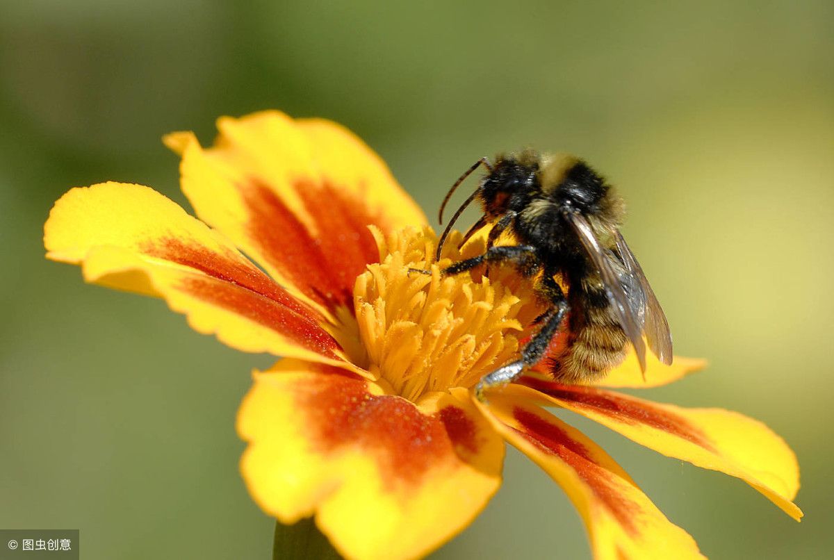 赞美蜜蜂的诗句（关于对蜜蜂赞美的诗词你知道多少）-第4张图片