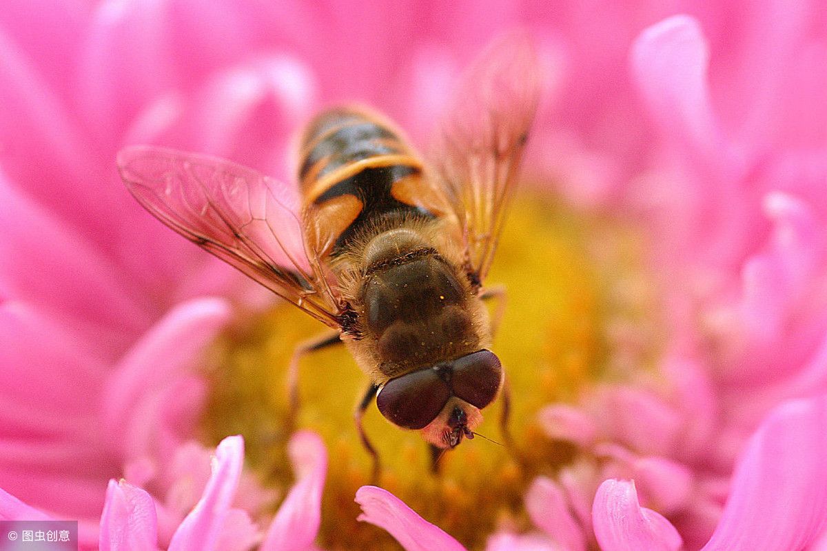 赞美蜜蜂的诗句（关于对蜜蜂赞美的诗词你知道多少）-第1张图片