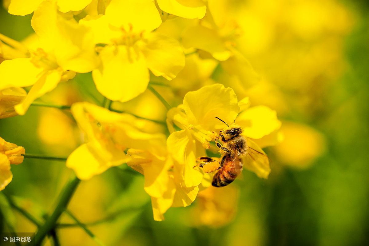 赞美蜜蜂的诗句（关于对蜜蜂赞美的诗词你知道多少）-第5张图片