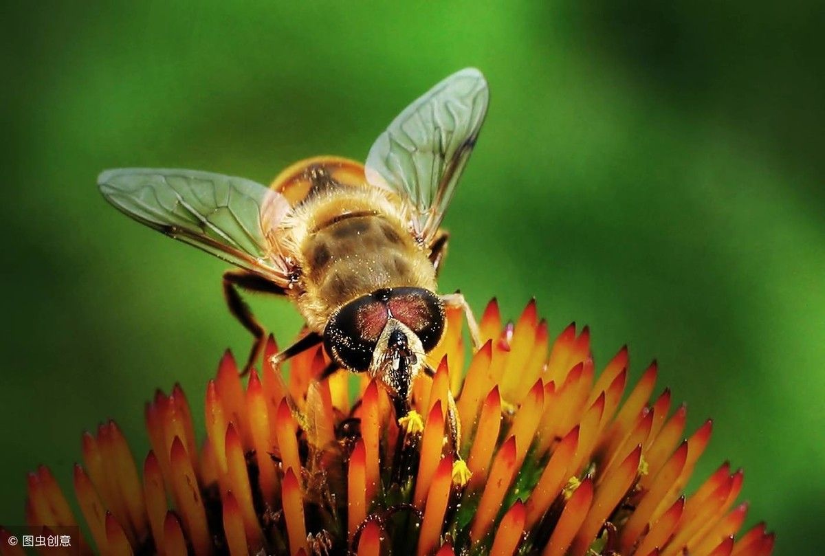 赞美蜜蜂的诗句（关于对蜜蜂赞美的诗词你知道多少）-第3张图片