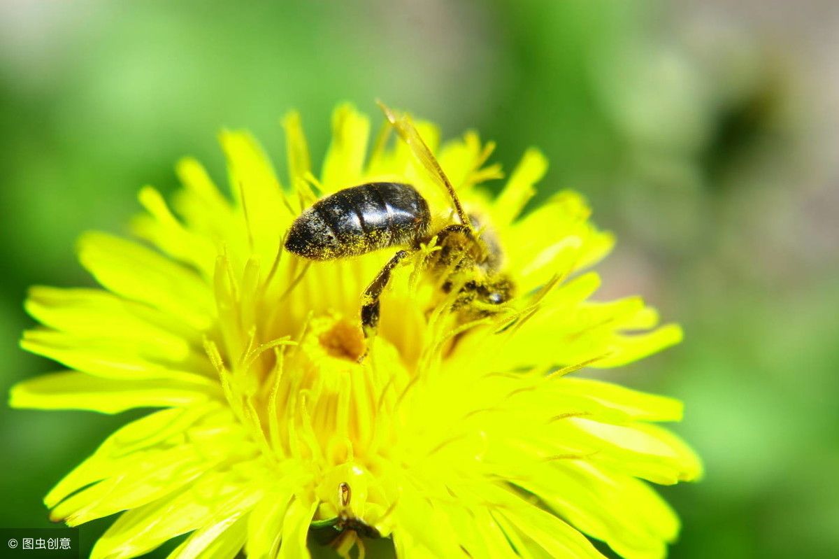 赞美蜜蜂的诗句（关于对蜜蜂赞美的诗词你知道多少）-第6张图片