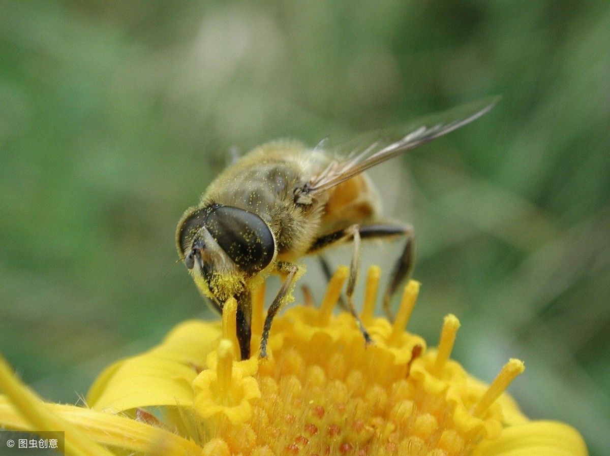 赞美蜜蜂的诗句（关于对蜜蜂赞美的诗词你知道多少）-第2张图片