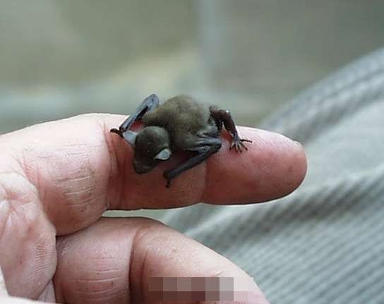 世界上最小哺乳动物 （全世界最小哺乳动物）-第1张图片