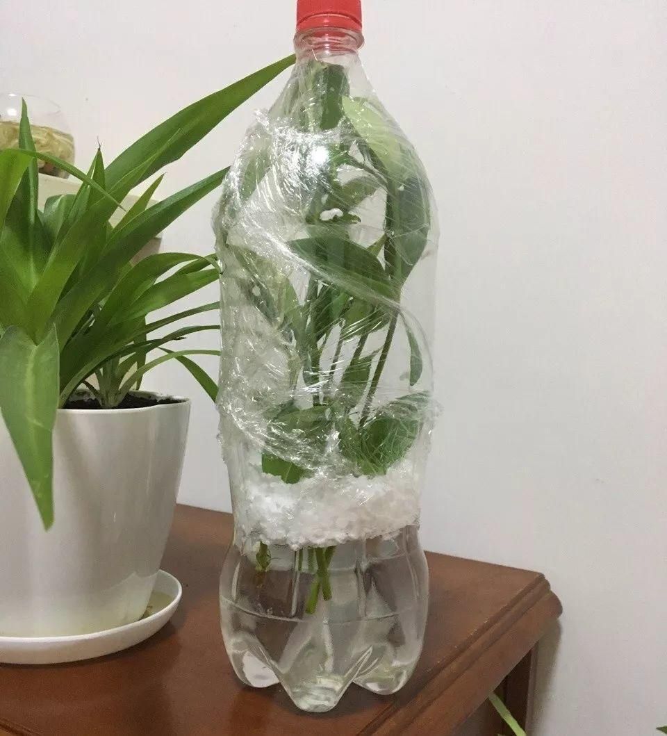 花草树木怎样过冬（植物过冬小技巧）-第5张图片