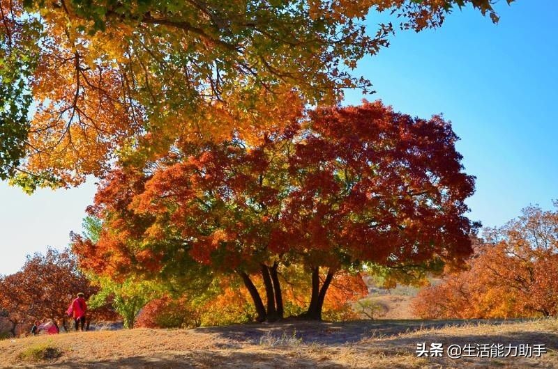 曾子杀猪的寓意（曾子杀猪的故事告诉我们什么道理呢？）-第4张图片