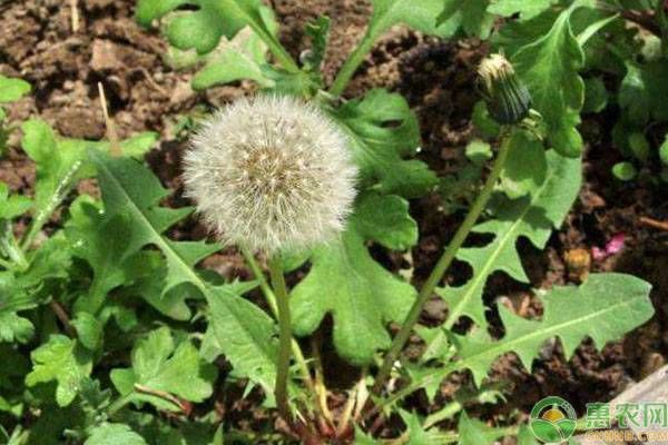 植物是怎么传播种子的（农作物传播种子的方法有哪些？）-第2张图片