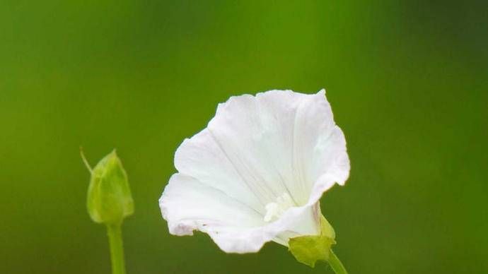 打碗花和牵牛花的区别是什么？（打碗花与牵牛花两种外形相似的喇叭花）-第3张图片