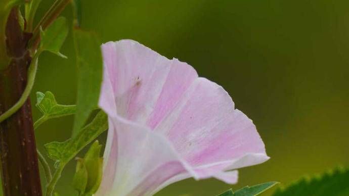 打碗花和牵牛花的区别是什么？（打碗花与牵牛花两种外形相似的喇叭花）-第1张图片