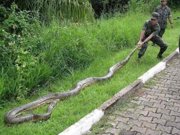 世界上发现最大的蛇（世界上最大的蛇有多大？）-第3张图片