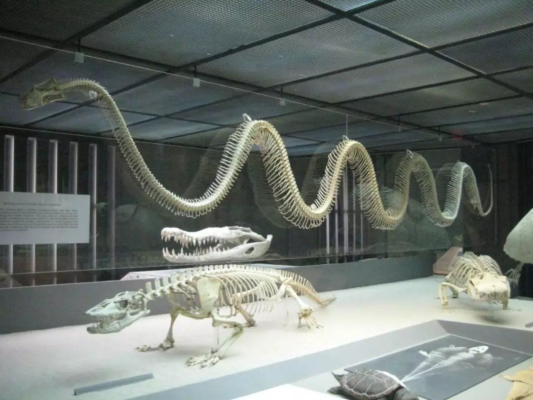世界上发现最大的蛇（世界上最大的蛇有多大？）-第8张图片