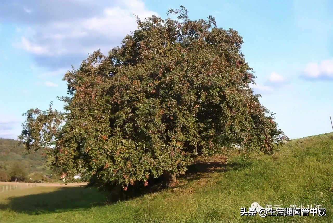 圣诞节送苹果（平安夜为什么要送苹果？）-第1张图片