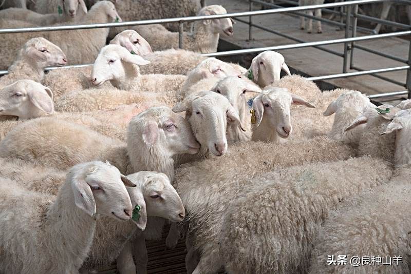 如何饲养羊（圈养羊的喂养方法）-第2张图片
