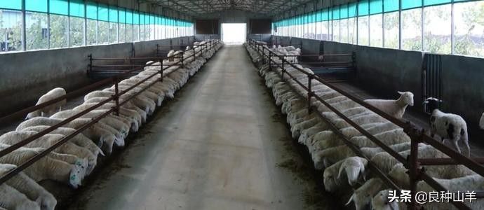 如何饲养羊（圈养羊的喂养方法）-第4张图片