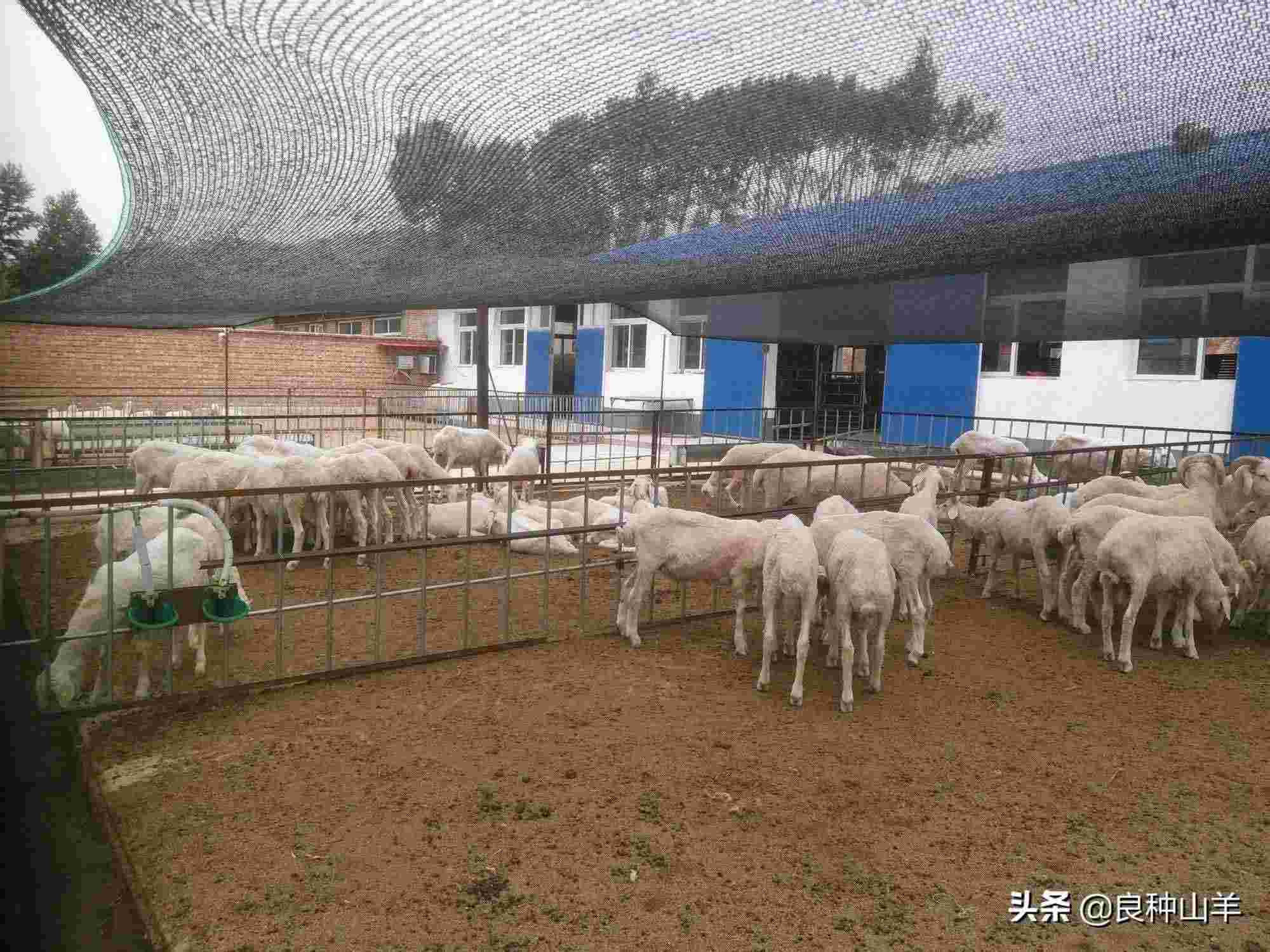 如何饲养羊（圈养羊的喂养方法）-第3张图片
