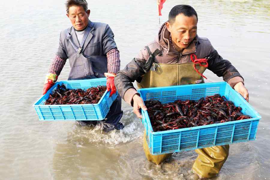 小龙虾养殖技巧（池塘养殖小龙虾如何高产？）-第3张图片